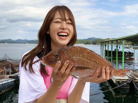 【朝市限定】桜鯛シーズン！見た目も味も良いブランド鯛を堪能！【食べ比べ】