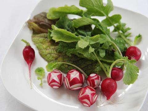 植物性で育てた葉野菜ブランド　有機JASちょこっとサラダセット　送料相当分値引き中