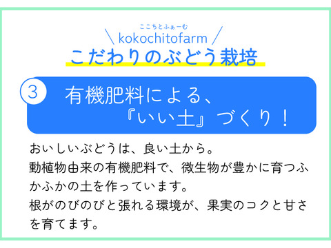 【敬老の日ギフト】9/11～9/15にお届け‼岡山県産『シャインマスカット＆ピオーネ』いろどりセット1.2kg
