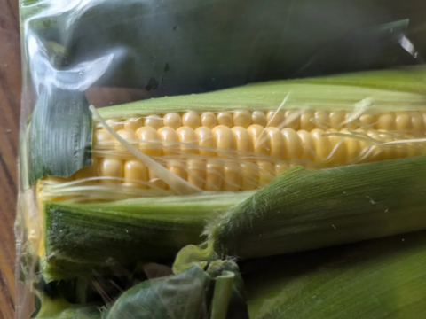 ２Ｌ〜３Ｌ　５本先端カット🌽黄色🌽
先端カットの規格外🌽ですが
✨️濃厚な甘み✨️の理由は🌊太平洋からの
ミネラルを含む海風
