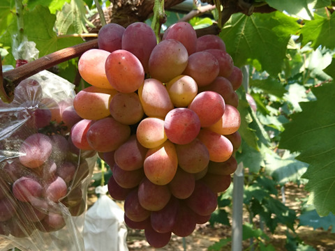 樹上完熟！岡山県備前市産びぜん葡萄【紫苑】　約1kg（2房目安）