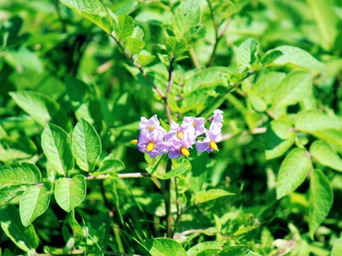 フライドポテトにぴったり！優しいお芋の風味とホクホク＆ねっとり感・ホッカイコガネ（合計5キロ）