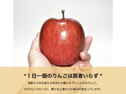 希少な海街の老木りんご（5kg 18〜20個入）品種：ふじ｜人気の品種