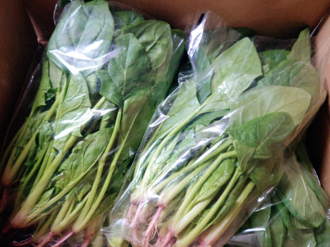 京の冬野菜セット【漢方栽培】