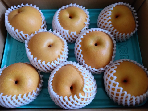 【訳あり】食味新世代！新潟限定生産「新王」約3kg【数量限定】