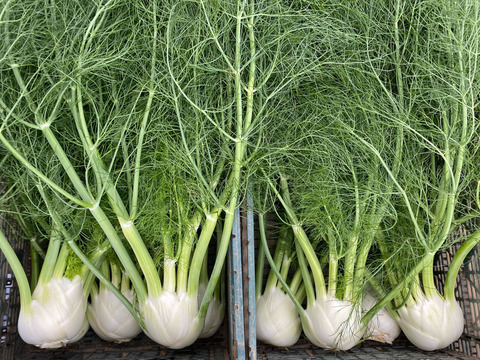 【フィノッキオ】5個セット(4-5kg)農薬・化学肥料不使用