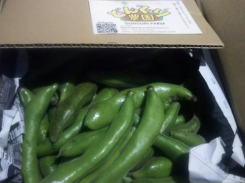 新鮮！朝採り そら豆 / 宅急便60サイズ満杯づめ（約1.6kg）