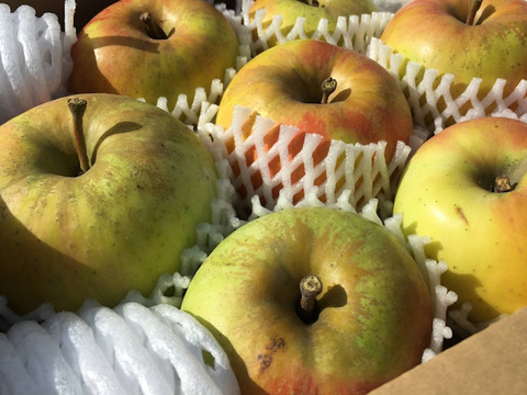 【加工用】ぐんま名月 約2.5kg 7-16玉 お菓子作りの材料に #NAM0K025