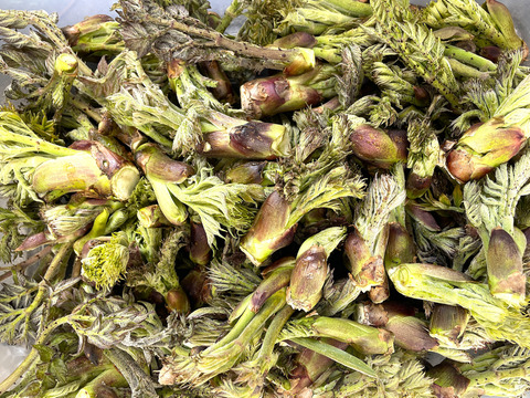 【今が旬】 原木収穫 タラの芽 宮城県産 西根の森 タラの芽 (50g×3)
