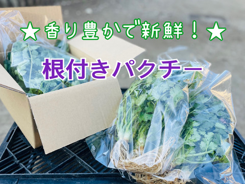 【常温便】お試し60サイズ★香り豊かな根付きパクチー保存説明付き