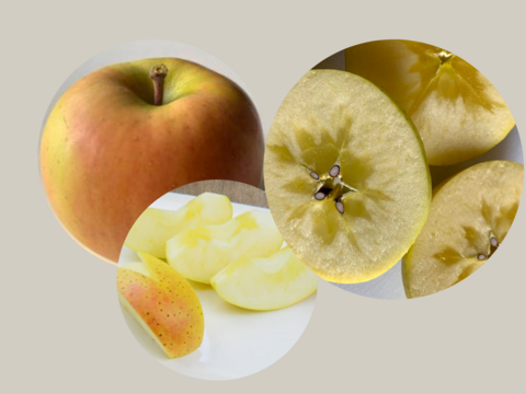 希少品種　黄色いりんご三種食べ比べセット