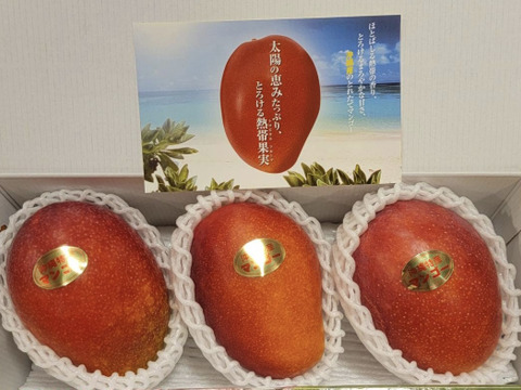 期間限定！セール中【夏ギフト】【沖縄県産】アップルマンゴー。贈答用（約1Kg）2-3玉入り