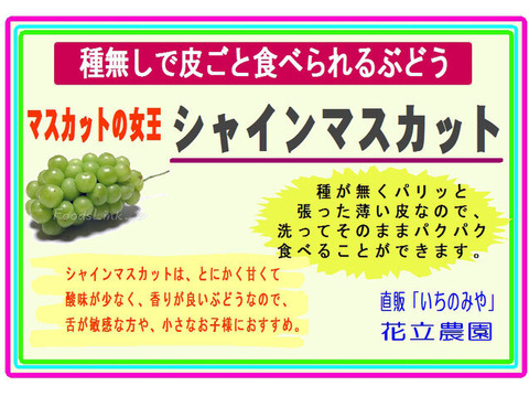 完熟木なりシャインマスカット糖度２２度　家庭用