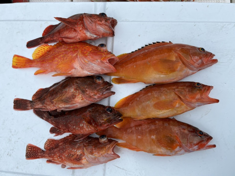 明日朝まで限定！捕れたて！カサゴ・アカハタ　約2.5kg 長崎県対馬市(内臓・鱗処理済)