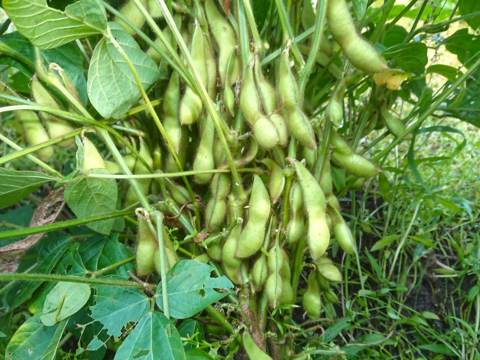 自然栽培の野菜と加工品のセット