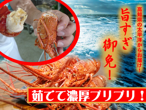 扱いやすい！活〆伊勢海老　お刺身も絶品！1500ｇ10人前　5～7尾！【おすすめの食べ方レシピ＆ゆず果汁付き！】
