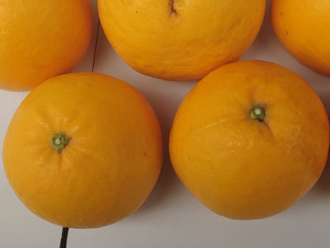 自然栽培　河内晩柑　初夏におすすめの味です。