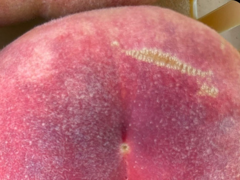 【家庭用】山梨県産桃　日川白鳳　4～6玉