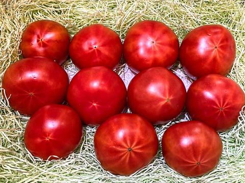 ★平均糖度10.5度！★完熟★名水育ち★究極のフルーツトマト「海部川のしずく」1kg(7〜23個)　品種は驚きの桃太郎！