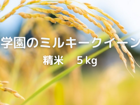 農業学校の学生と作ったお米　日本農業実践学園のミルキークイーン（白米5kg）【分搗き対応可】