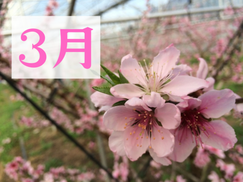 【100円割安】温室桃はなよめ計1.8kg(12〜16個入り)