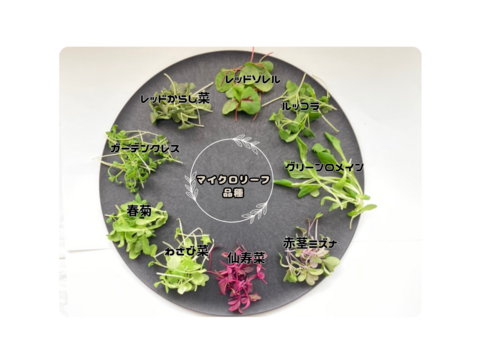 【福袋】マイクロリーフMIX20g・マイクロハーブ単品6種/各2g・エディブルフラワーミックス20輪　セット