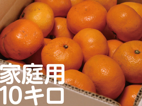 【寒い冬にどうぞ】今が一番おいしい中生みかん（家庭用）10kg｜勝浦町産