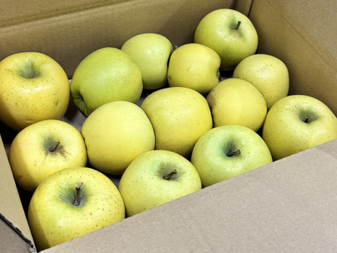 【訳あり・バラ詰め 大小込み】シナノゴールド💛約2.7Kg🍏青森県産　数量限定