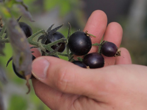 《本日終了！》完熟カラフルトマト 約1.3kg【食べ比べ】【厳選10種以上】