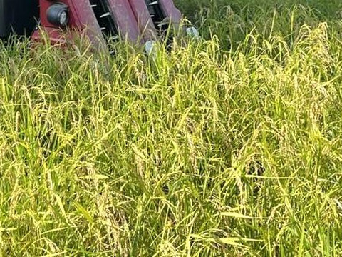 【年末セール】【令和7年新米】自然栽培「ゆうだい２１」玄米　５ｋｇ【福袋】