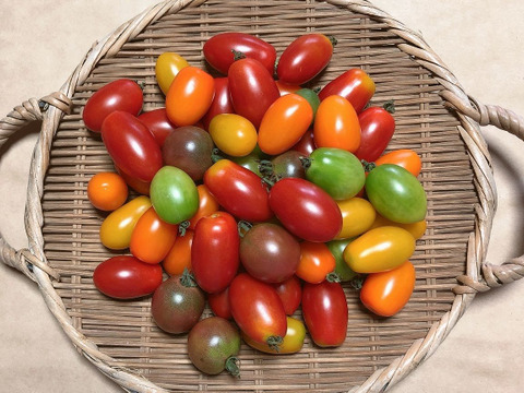 豊作特価！ 希少な【自然栽培】のカラフルミニトマト【4～6種類】（1kgセット）