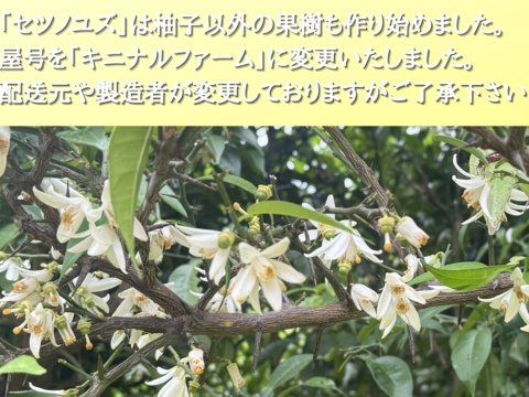 【生搾り100%柚子果汁】小さな農家だから出来る手絞り果汁だから殆ど苦味がありません！農薬、化成肥料、除草剤等不使用