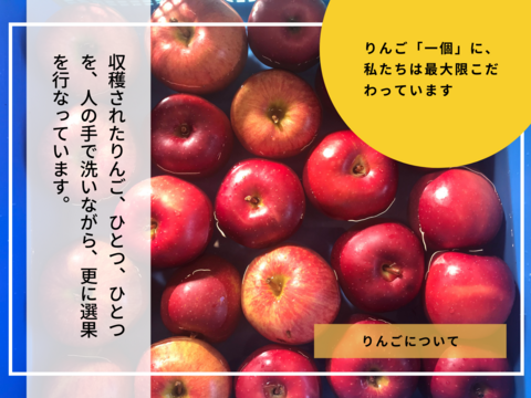 【りんご３姉妹】りんご屋まち子のアップルシードル（375ml ３本＋１本）