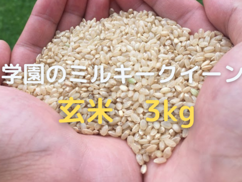学生と作ったお米　日本農業実践学園のミルキークイーン【玄米3kg】令和5年産