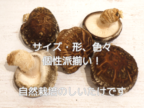 【自然栽培】約900g 原木栽培 生しいたけ 原木しいたけ