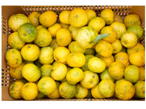 【10月末より順次発送】農薬・化学肥料不使用！木頭柚子（黄玉） 3㎏