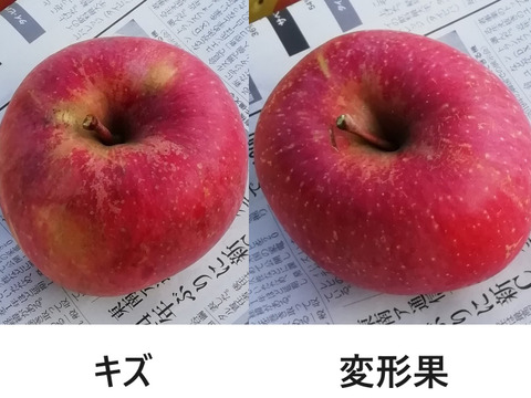 【すぐに出荷】葉とらずサンふじ　家庭用B品　5キロ　JA基準より60％減の低農薬栽培