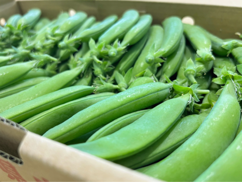 『プレミアムおのんすなっぷえんどう』＼日本一のスナップ❗️／甘シャキッ1kg