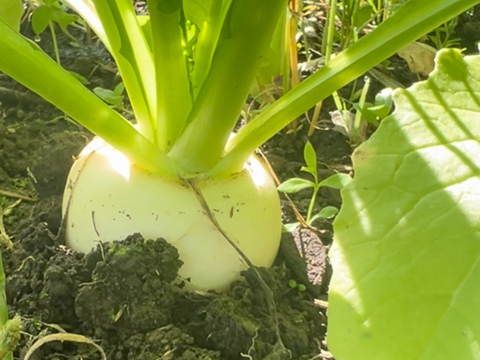 初めてのお客様限定！朝採れ自然栽培野菜とハーブのセット　５～７種類　約１～２kg