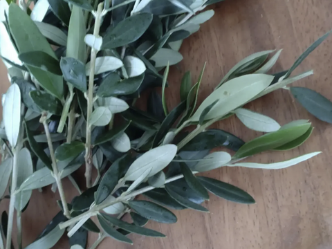 オリーブ生葉300枚  オリーブリーフ🌿オーガンジー袋入り🌿葉っぱ部のみ🌿オリーブ茶 オリーブティー ハーブティー 🏣ゆうパック