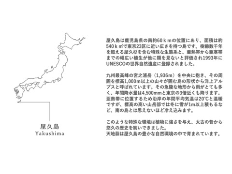 【発酵熟成】屋久島産 黒にんにく(10粒)×3パック