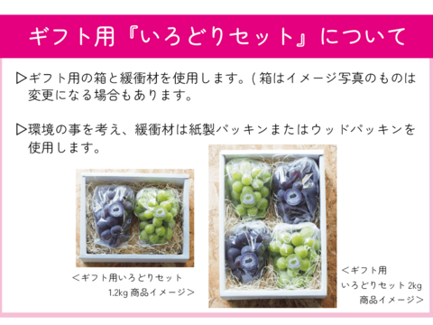 贈り物におすすめ‼岡山県産『シャインマスカット＆ピオーネ』いろどりセット＜ギフト用2kg＞