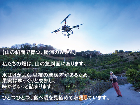 【寒い冬にどうぞ】今が一番おいしい中生みかん（家庭用）10kg｜勝浦町産