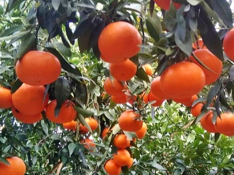 食べ比べ【数量限定☆希少の高級柑橘🎁】不知火１㎏&(麗紅)れいこう１㎏🍊