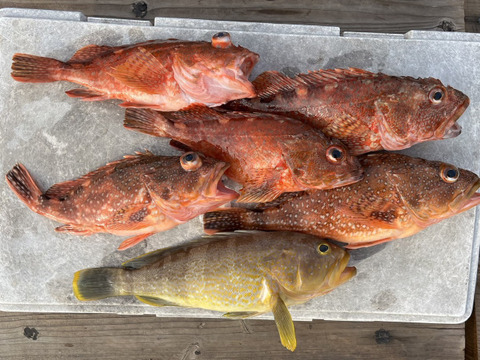 明日朝まで限定！捕れたて！カサゴ・アオナ 約3kg 長崎県対馬市(内臓・鱗処理済)