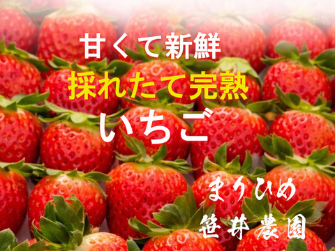 朝採れ、完熟収穫いちご　まりひめ　1～2月発送　250g × 2p