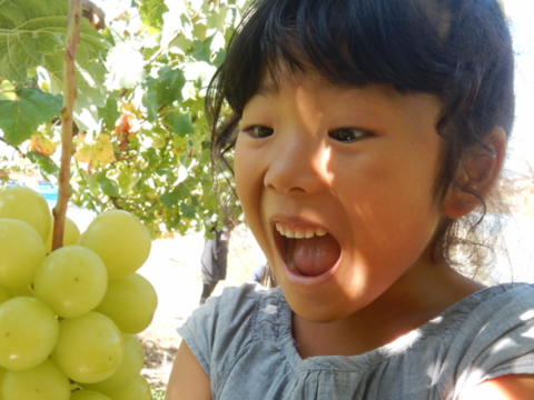 【今だけ訳アリお買い得】シャインマスカット１．８ｋｇ箱(５パック入り)