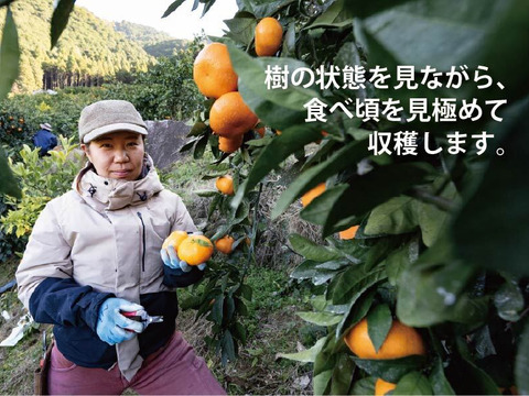 【寒い冬にどうぞ】今が一番おいしい中生みかん（家庭用）3kg｜勝浦町産