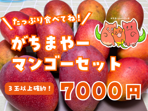 沖縄完熟マンゴー・がちまやーセット【1.5kg（3玉以上）】：沖縄県産の