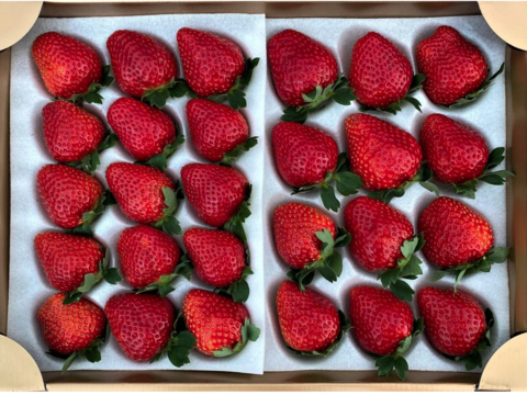 特大いちごの食べ比べセット　【要確認】1月から順次発送予定　赤大赤大